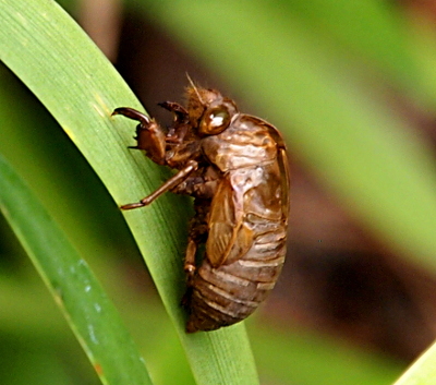 [The nymph is all brown and perched upward on a downward-hanging, long narrow leaf. This left-side view displays one large eye which reflects the light suggesting a liquidy glasses substance. It has a large claw at the end of its front leg.]